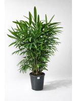 Raphis Excelsa 140-170cm